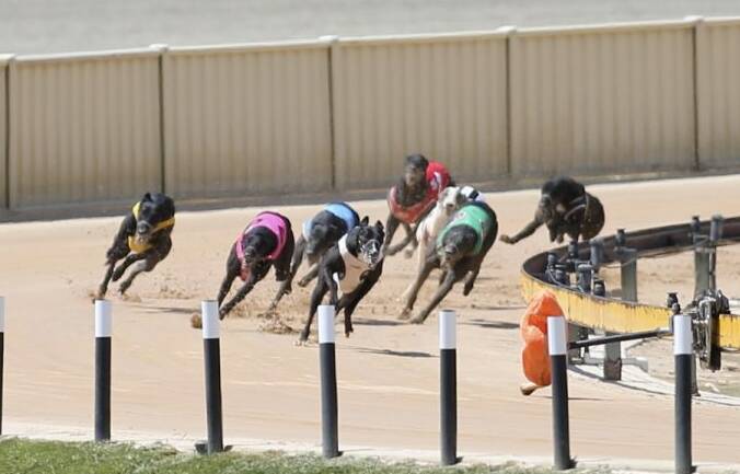 GOULBURN WORKERS CLUB CUP 2016: Competitors round the bend in the 2016 Goulburn Workers Club Cup. Photo: Goulburn Greyhound Racing Club