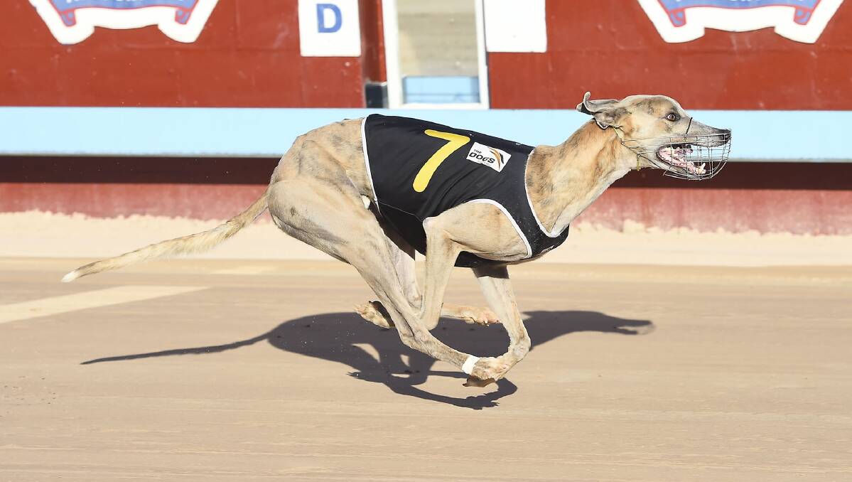 GOOD PROSPECT: The sparingly-raced Tristan Cannon, trained by Jason Magri spearheads his  three dog assault on the Goulburn Workers Club Cup for back-to-back wins. Photo: thedogs.com.au