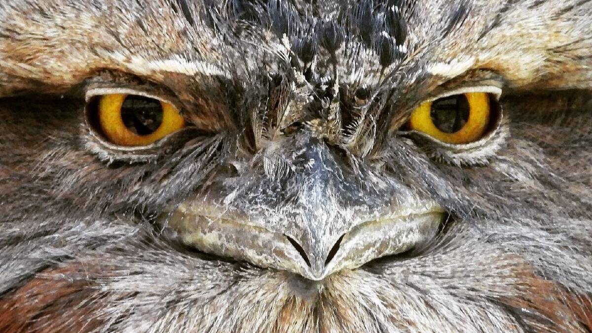 An example of one of Candy's nature photographs, close up on a Tawney Frogmouth. 