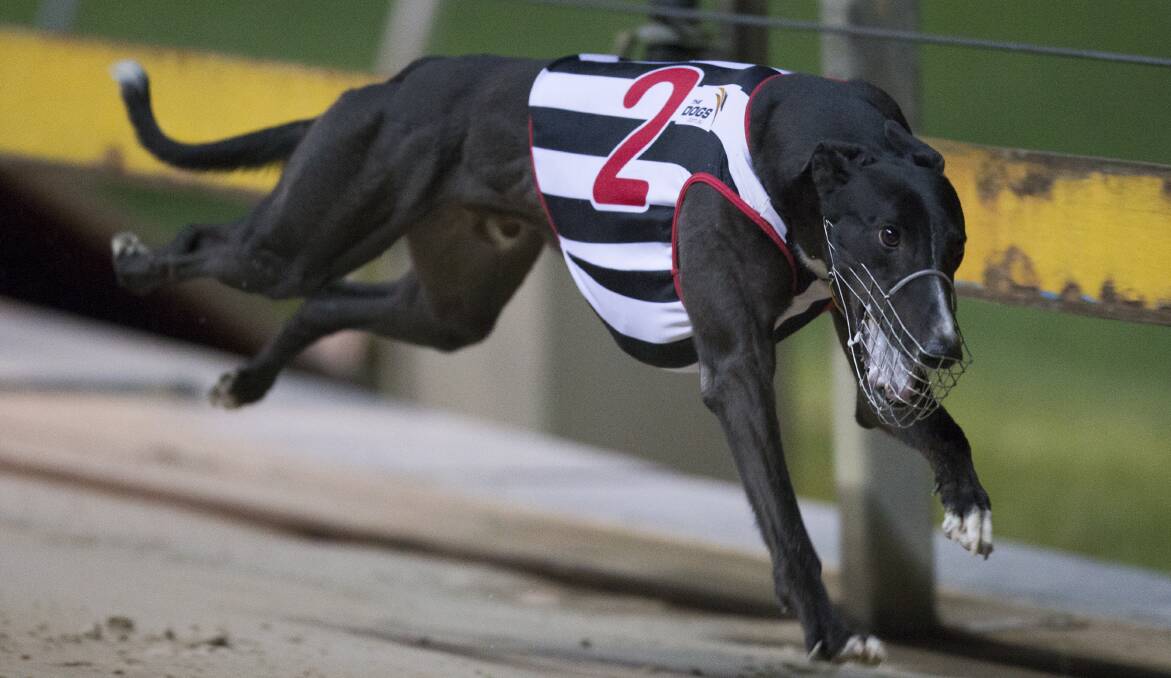 REGULATION: The NSW Government report into the greyhound industrysupports an enforceable code of practice for greyhound welfare. Photo: thedogs.com.au