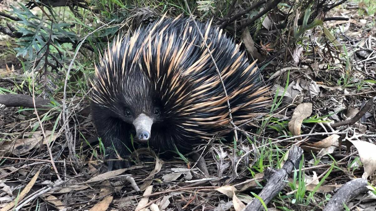 The nature of echidnas, which researchers describe as “cryptic”, means you often won't see one if you go out specifically looking for one. Photo file