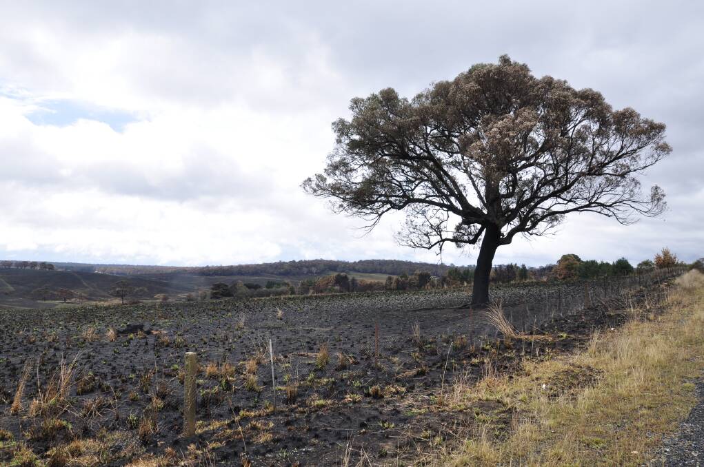 Vast areas of pasture were burnt and 200 head of stock destroyed in the Curraweela fire. Picture by Louise Thrower.
