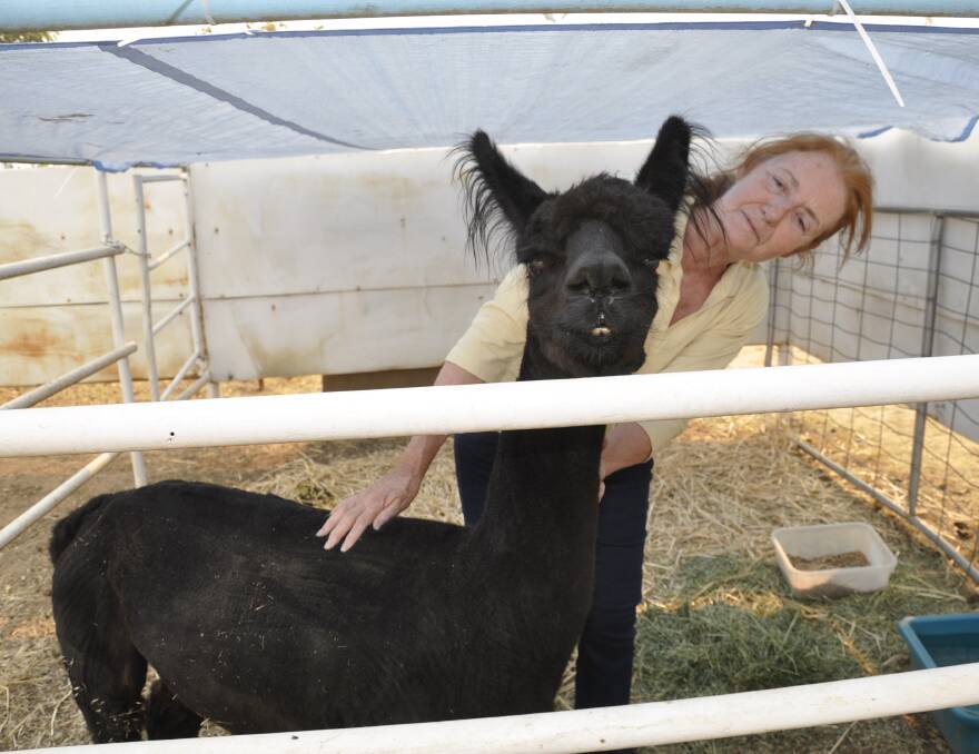 RIDING IT OUT: Mary Overton, from Tallong, packed up alpaca, Stanley, her chickens and dogs and took them to the Goulburn animal evacuation centre to escape the fire threat.
