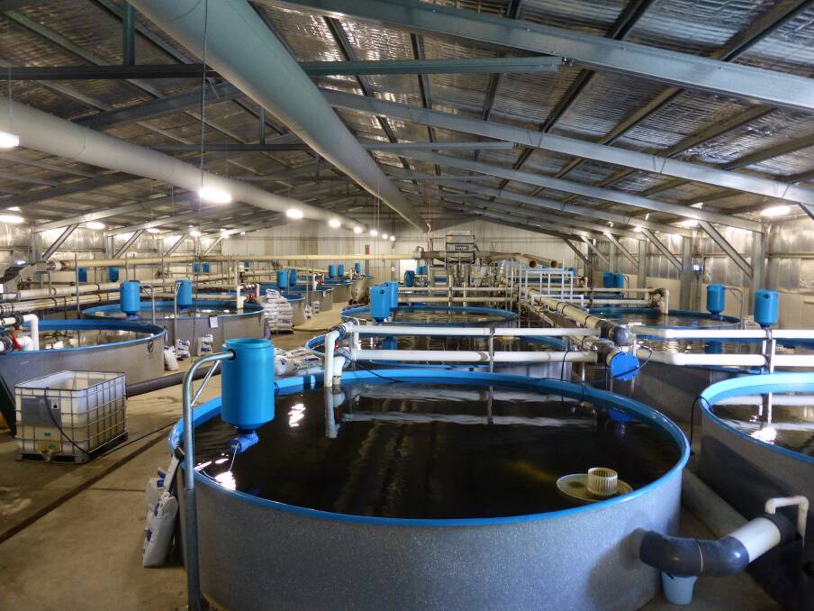 The indoor recirculating aquaculture facility at the Marianvale Blue Murray Cod farm near Boxers Creek. Photo supplied.