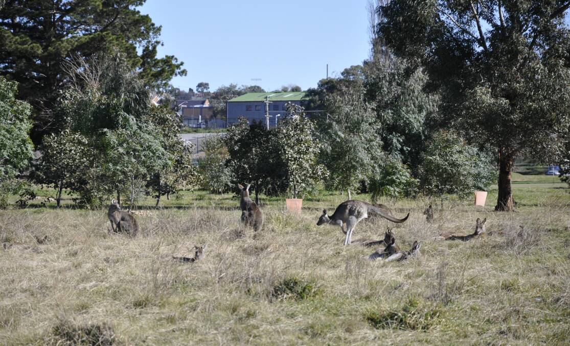 Kangaroos from Charles Valley have made a permanent home at the wetlands.