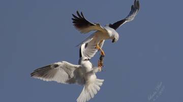 Photographer Linda Mace waited patiently to capture a male and female black shouldered Kite sharing the spoils of their rat catch in midair. Photo: Linda Mace.