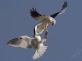 Photographer Linda Mace waited patiently to capture a male and female black shouldered Kite sharing the spoils of their rat catch in midair. Photo: Linda Mace.