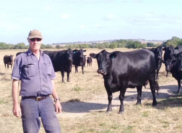 Merrilla manager Ken Cobban with fourth and fifth calving Reiland blood cows, due to have their calves weaned in February. Photo supplied.
