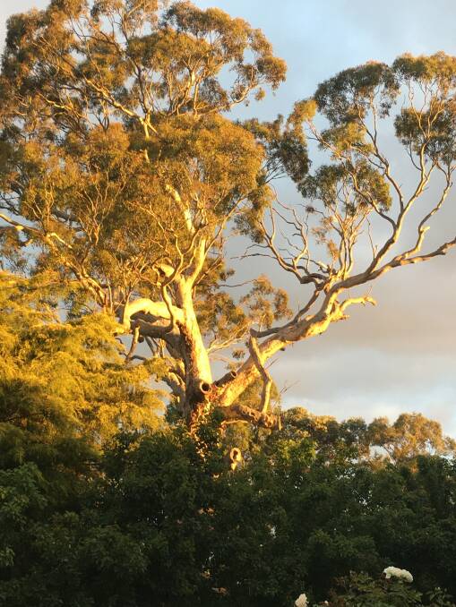 The Yellowbox tree, thought to be more than 150 years old, was felled at the former Gordon family property in Rex Street on Monday. Photo supplied.
