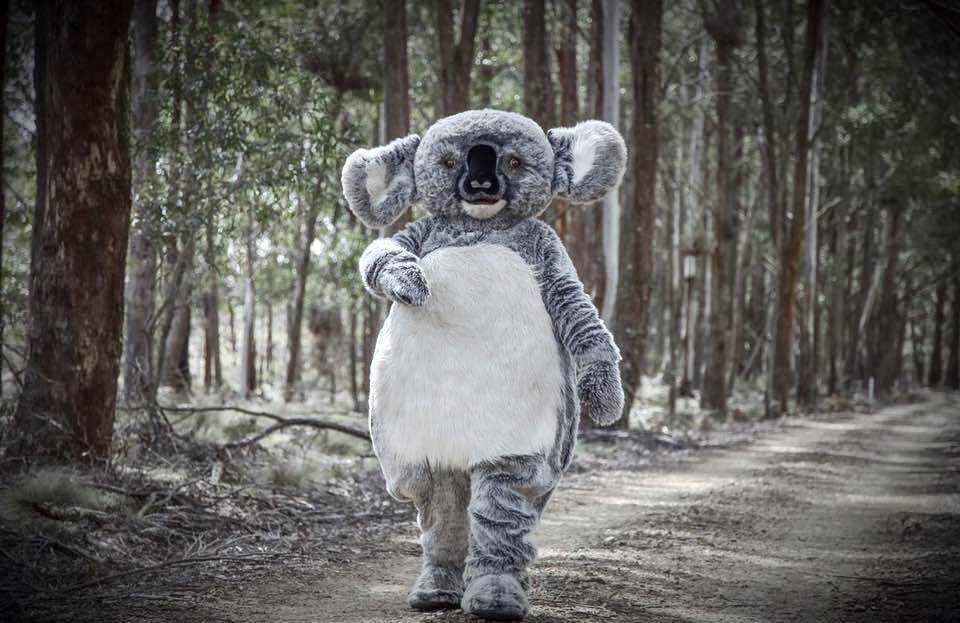 SAFE?: Cranky Koala at home in Mount Rae Forest, near Taralga. Photo: Peter Oliver.