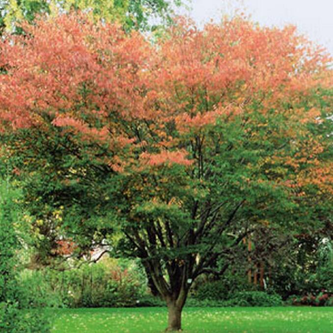 The Zelkova Serrata, or Japanese elm, is described as a good shade tree with a small trunk and attractive foliage in autumn. Photo sourced.