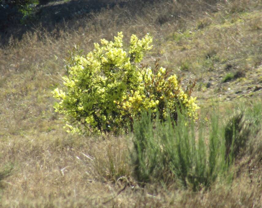 EARLY START: Wattle blooms in the district are giving an early taste of spring. Photo: Myrna Burman.