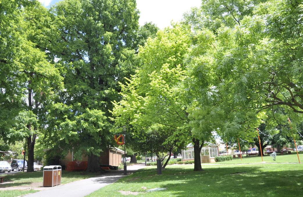 Another large English elm on the eastern side of the amenities block (second left) is expected to be removed in coming weeks.