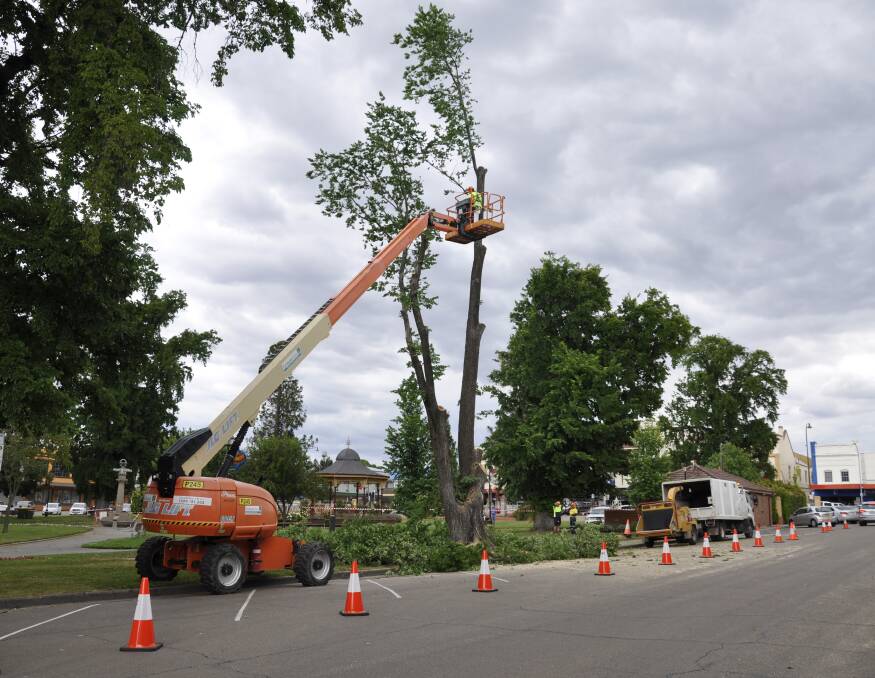 Council outdoor staff went to work on Belmore Park trees on Tuesday. It followed councillors' decision in August.
