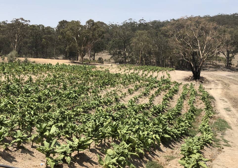Police and the Australian Taxation Office seized and destroyed a 3.8 hectare crop of tobacco at Boxers Creek last February. Photo supplied. 