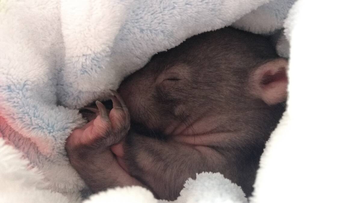 Mr Walterlin rescued this baby wombat after its mother was killed. Photo: Urs Walterlin.
