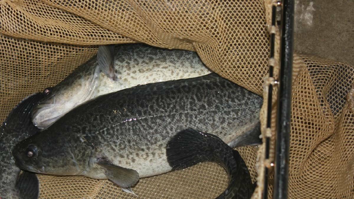 The Murray Cod are grown for the domestic and overseas markets.
