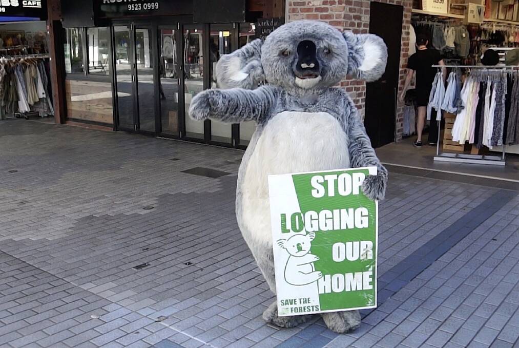 Cranky Koala couldn't gain access to Prime Minister Scott Morrison's Sutherland Shire office this week so contented himself with raising awareness at Cronulla Mall. Photo supplied.