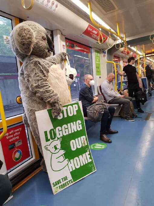 BEARY ANGRY: Cranky Koala, aka Mark Selmes, took a light rail trip in Sydney enroute to campaign at Parliament House for better protection of koalas. Photo: Katie Biddell. 