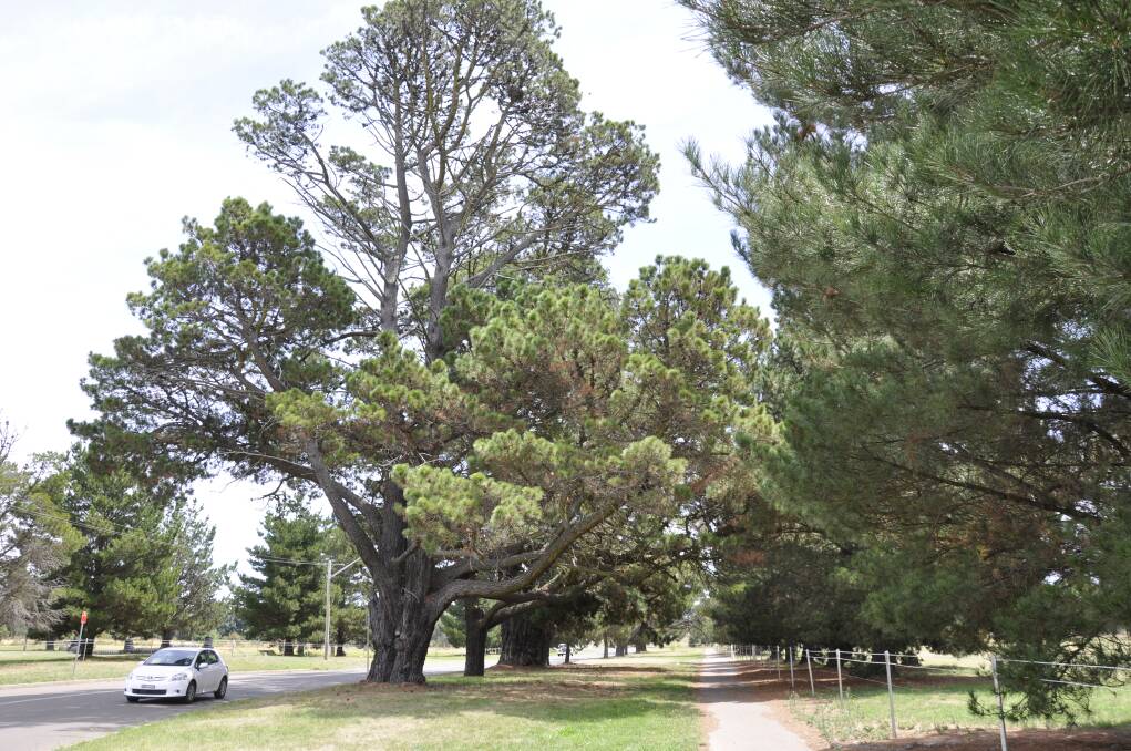 Just one of the tall Monterey pines lining Eastgrove's Park Road will be removed following council discussion. The rest will be pruned and monitored for safety.