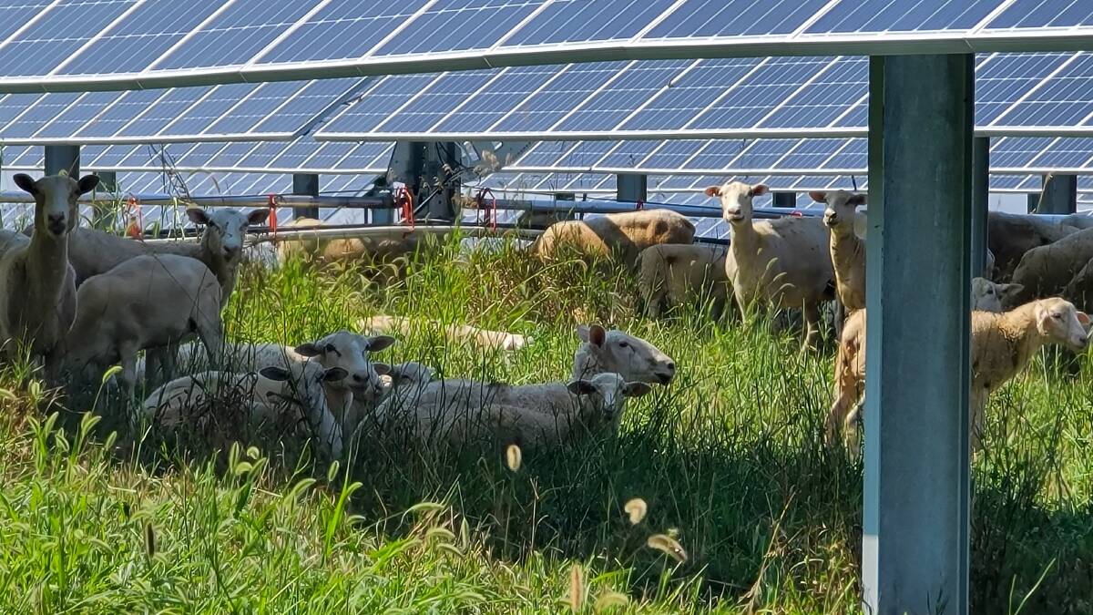 Sheep can safely graze underneath solar panels, the company says. Ann and Stan Moore disagree. Phot supplied.