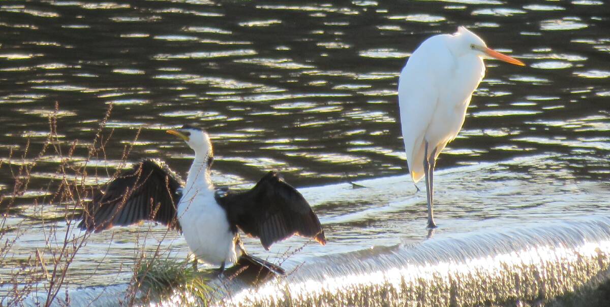 A little Pied Cormorant holds its wings out to dry while an intermediate Egret strikes a pose nearby.
