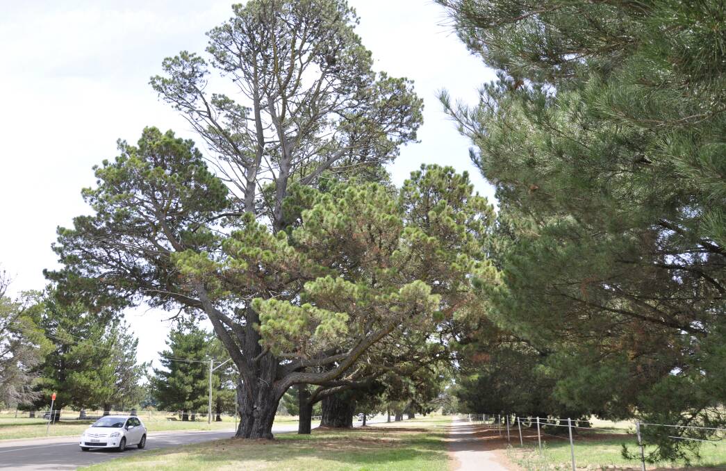 GOING: The tall pine trees along Park Road will be replaced with oaks in a continuation of the Avenue of Honour project. Parking in the area will also be deterred.