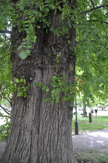 The arborist identified a large split in the English Elm near the amenities block that placed it at "high risk of failure."