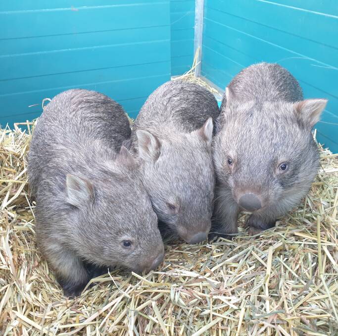 Wombats look cute but can be ferocious if approached, says Lauren Baldock. Photo: Urs Walterlin.