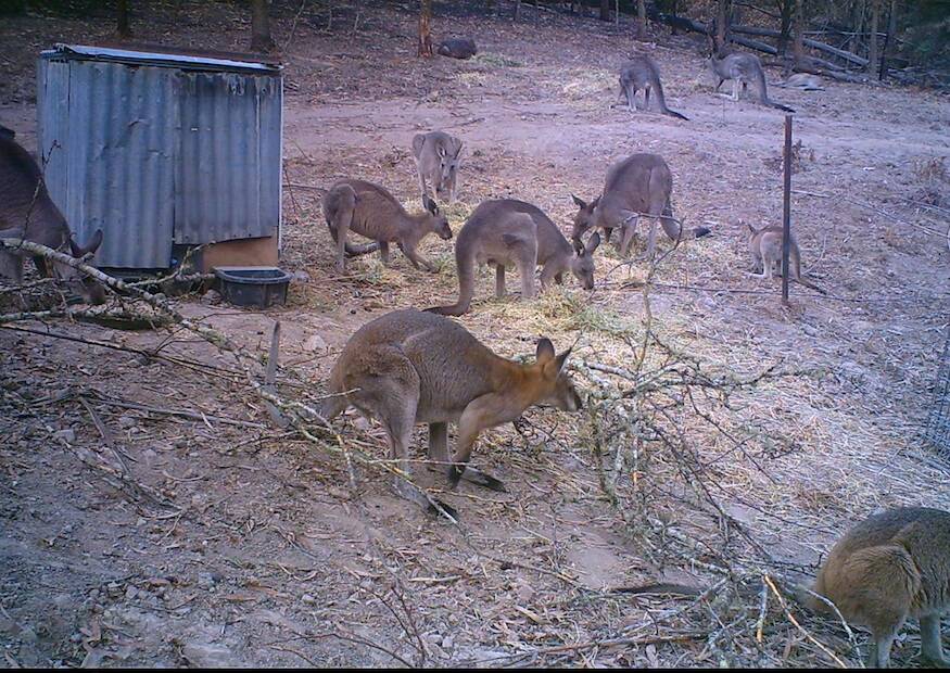 Red-necked wallabies, a wombat and Eastern grey kangaroos gather at a feeding station strategically placed by Rocklily Wombats in the Wombeyan caves area. Photo: Dianna Bisset.
