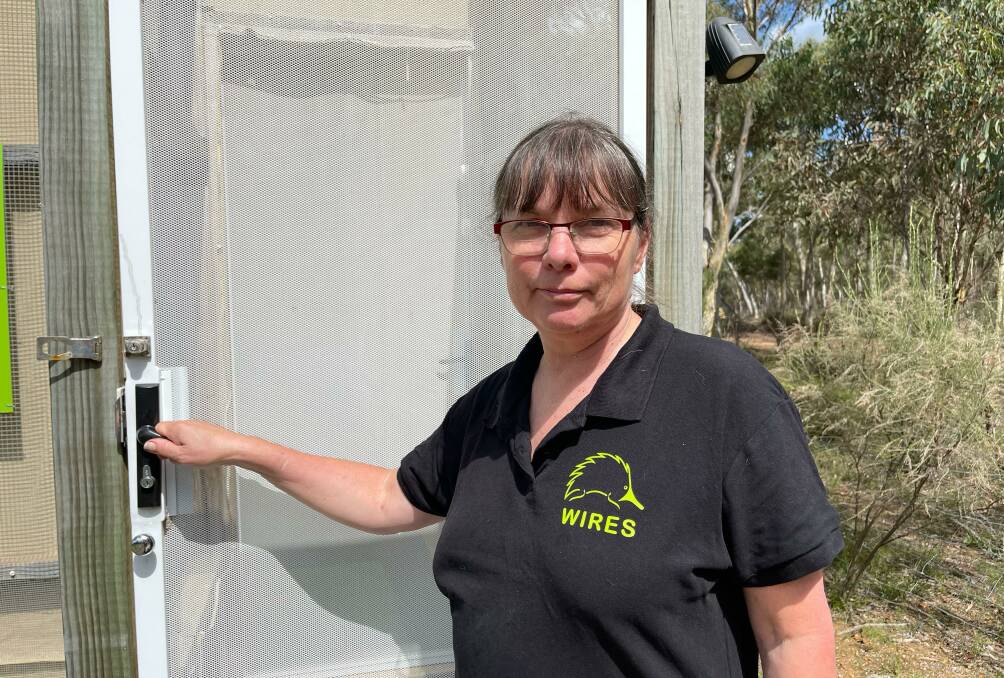 Goulburn volunteer, Heather Caulfield has been rescuing and rehabilitating bats for release into the wild for more than 10 years. Picture supplied.