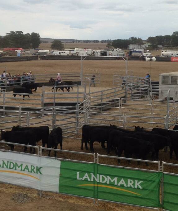 GROWING: Goulburn Campdraft Association currently operates on private land near the airport, thanks to a lease agreement. The group wants to grow its sport. Photo supplied. 