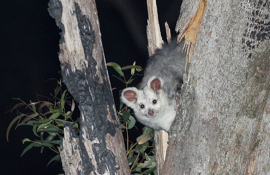 The Greater Glider is thought to be on the comeback in the Kanangra-Boyd to Wyangala wildlife corridor. Picture supplied.