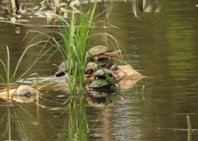 Ashlea Mahoney captured this 'stack' of turtles at the wetlands last month.