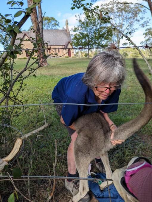 Diana Moran rescuing a kangaroo that was trapped in a fence at Bungonia. Picture supplied.