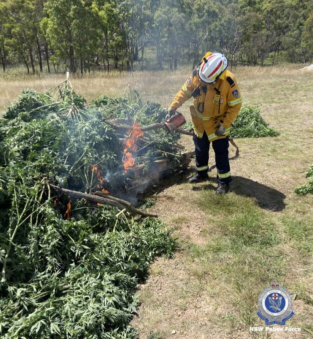 Police destroyed a cannabis crop found on a Lumley Road property near Lake Bathurst on Tuesday. Photo: NSW Police
