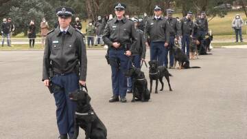 READY FOR WORK: Eight police dogs were on their best behaviour for their graduation at the NSW Police Academy in Goulburn on Friday.
