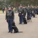 READY FOR WORK: Eight police dogs were on their best behaviour for their graduation at the NSW Police Academy in Goulburn on Friday.