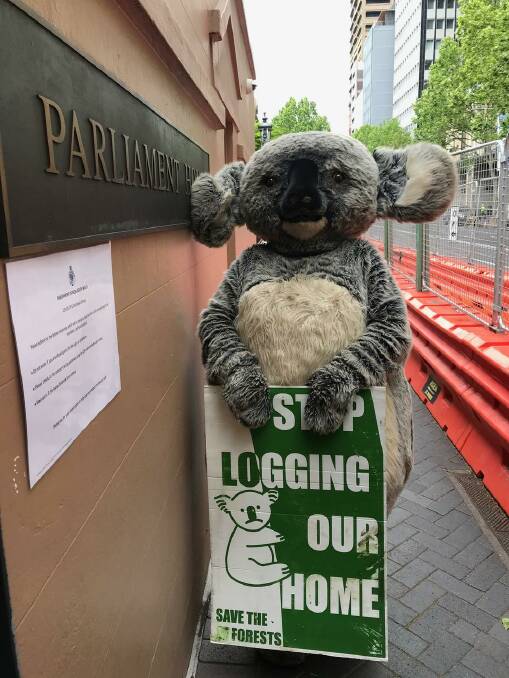 Cranky Koala had a busy week on the hustings. He's pictured here at NSW Parliament House. Photo supplied.