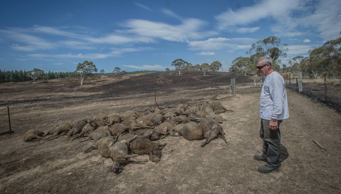 Mount Fairy grazier Fred Kuhn was devastated by the loss of some of his stock in the January blaze. Photo: Karleen Minney.