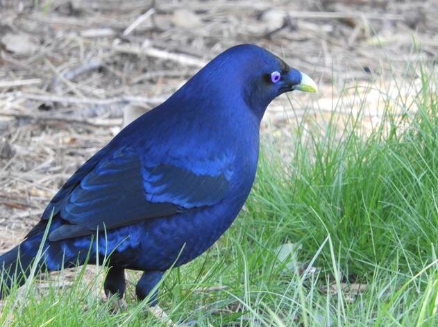 The spectacular male Satin Bowerbird decorates its bower with blue objects in order to attract a mate. Photo: Frank Antram. 