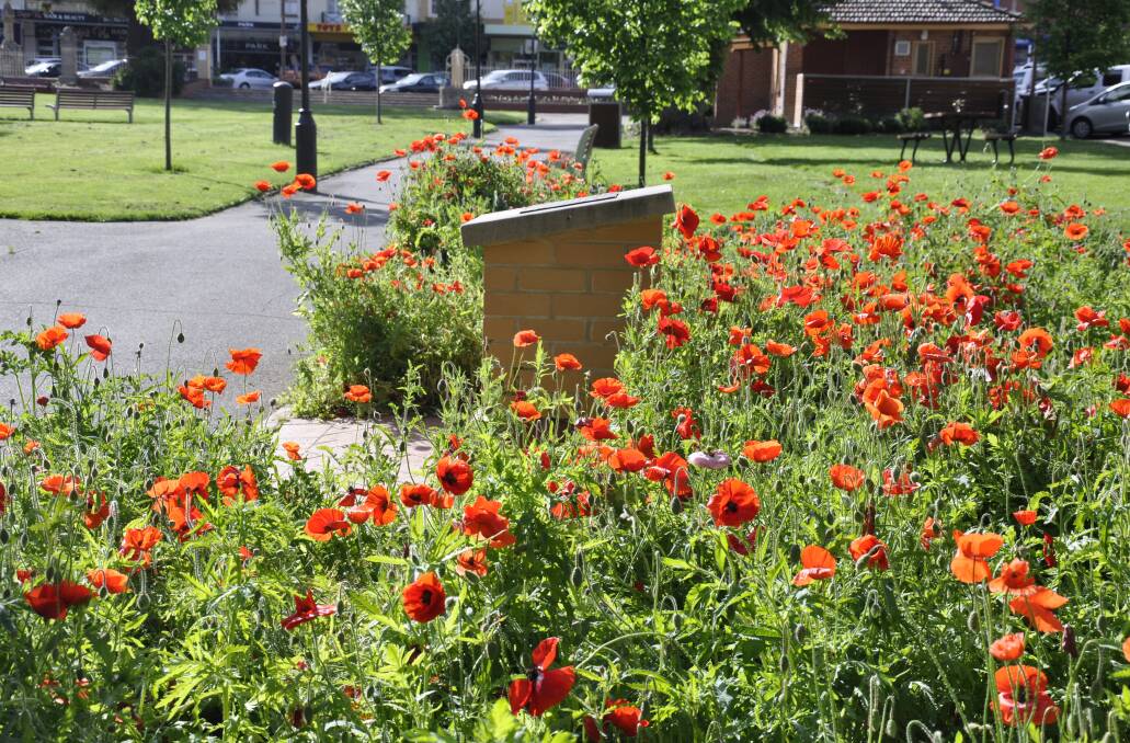 Poppies in Goulburn's Belmore Park near the World War Two honour roll and Vietnam Veterans memorial. 