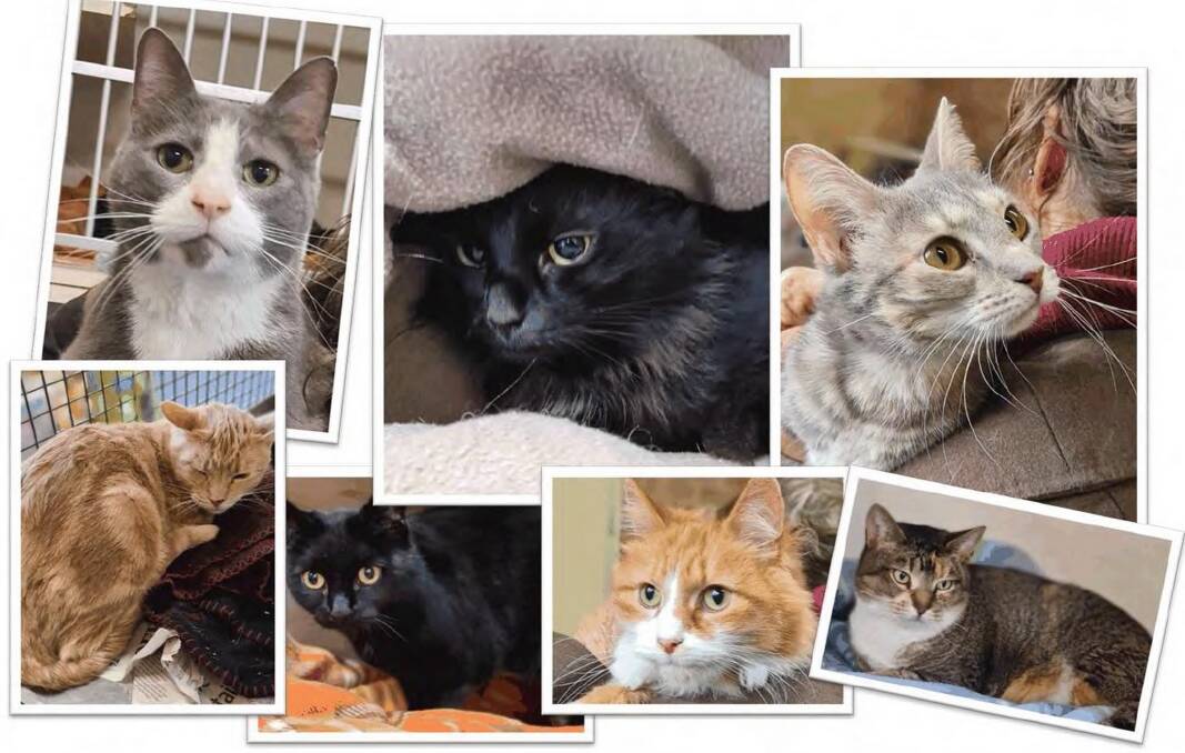 NEW LIFE: Just some of the 18 cats that were re-homed by the animal shelter after the owner passed away. Image supplied.