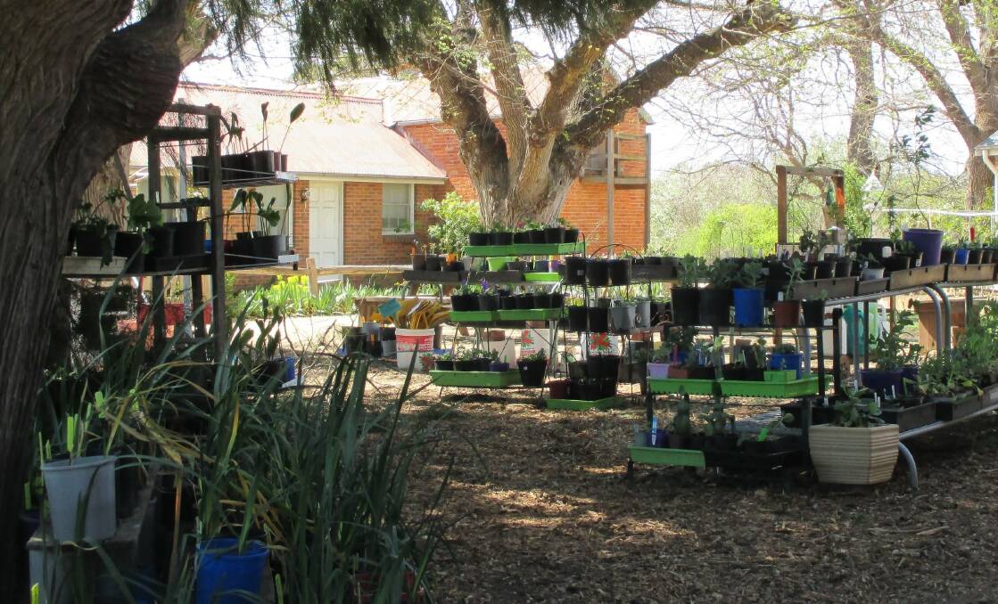 VARIETY: The Riversdale plant nursery has recently had a makeover and now offers an expanded range of plants for the garden. Photo supplied.