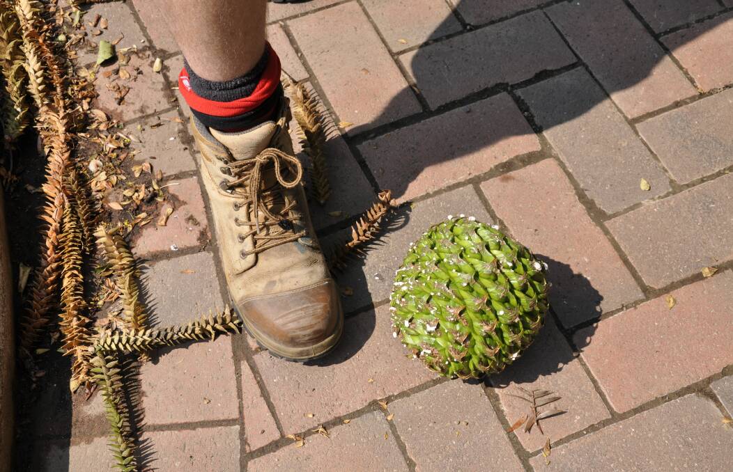 The bunya nuts are regarded as a public safety risk and are harvested annually from the trees. 