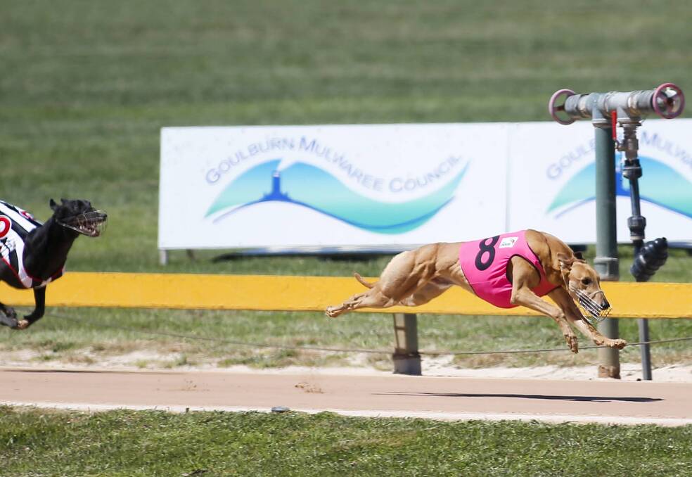 AIMING TO WIN: The council wants Goulburn to have a 'centre of excellence' for greyhound racing, including a veterinary and re-homing facility. Photo: Lance Fearne. 