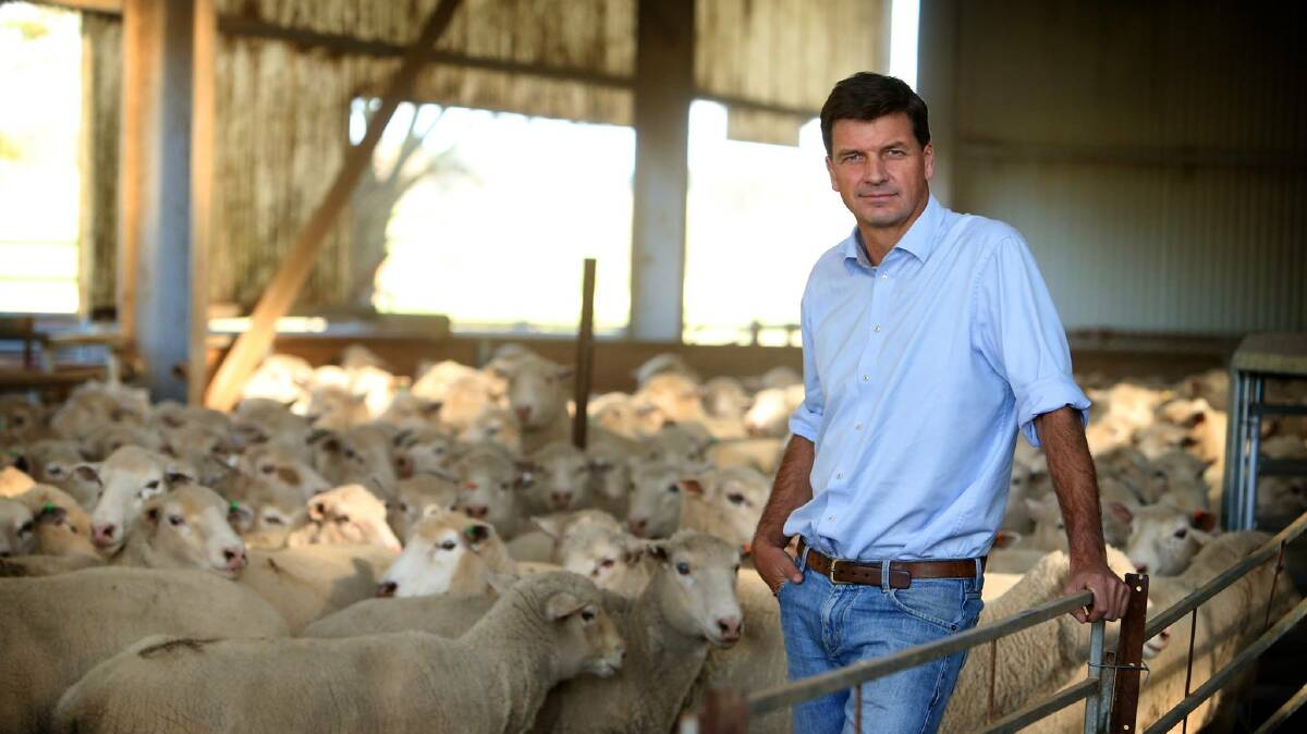 Sitting MP and Liberal Party candidate, Angus Taylor.