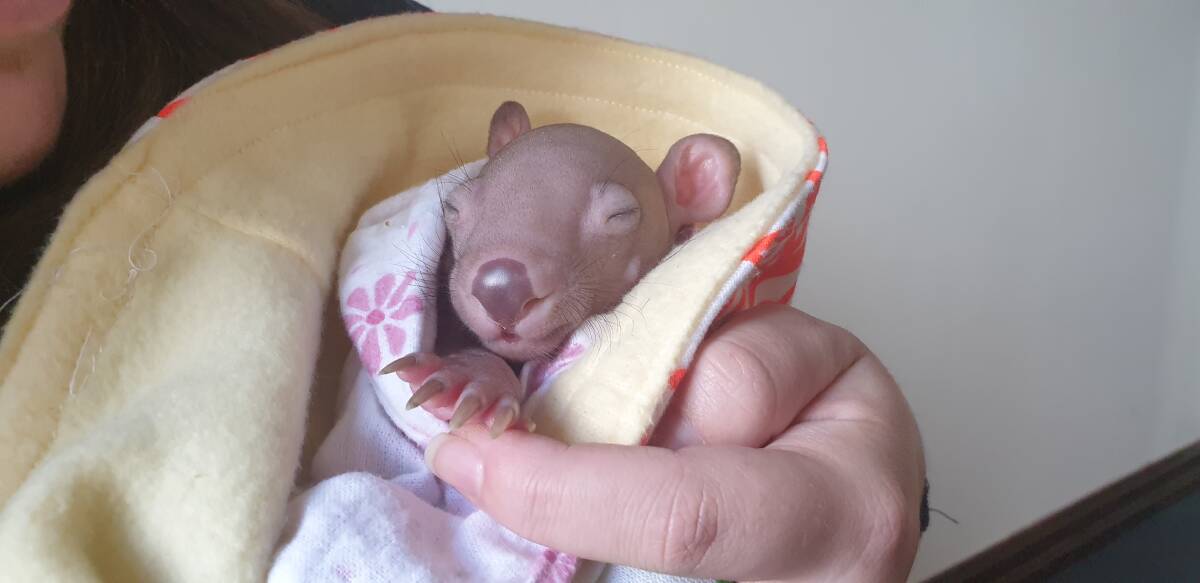TINY: Much of Lauren Baldock's time is taken up caring for wombat 'pinkies' that have lost their mothers. Photo: Urs Walterlin.