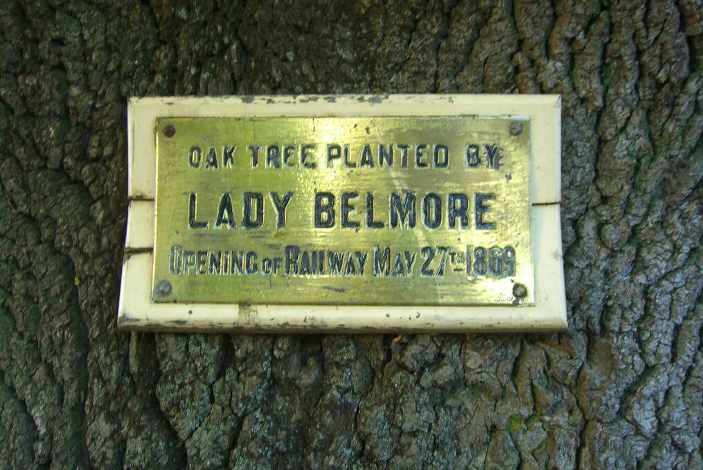 SHINE-UP: The plaque on the Lady Belmore oak tree in Belmore Park has been removed for cleaning. The date of this photo is unknown.