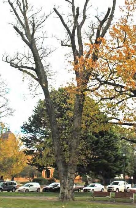 An English elm was also chopped down this week due to its "high potential for failure." Photo supplied.